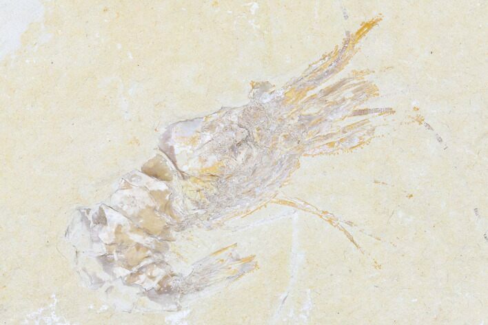 Cretaceous Fossil Shrimp (Carpopenaeus) - Lebanon #173360